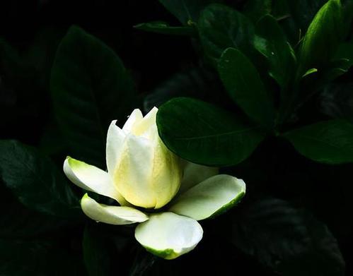 栀子花开,风送相思一缕香