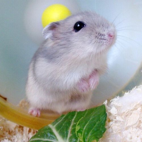 [d[s579760785]] 仓鼠活体一对宠物三线紫仓布丁银狐一公一母迷你可爱