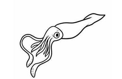 乌贼怎么画