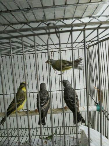 金青和灰燕繁殖