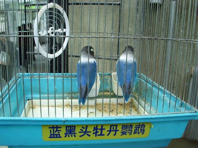 深圳观赏鸟丨蓝黑头牡丹鹦鹉