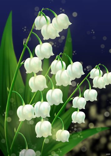 标签:铃兰花草
