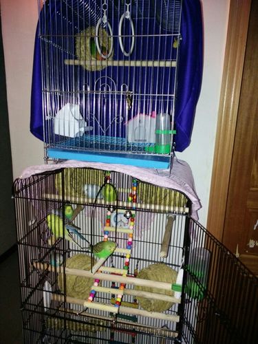 为什么我的虎皮鹦鹉都不到窝里睡觉,全都站在外面睡,牡丹鹦鹉就会睡在