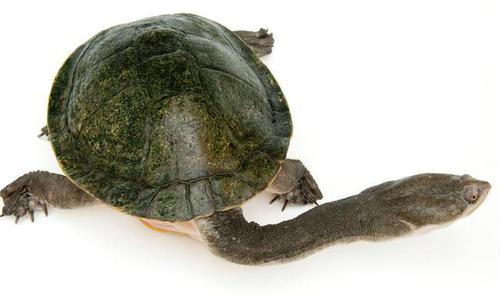 都说千年的王八万年的龟,来了解一下中国四大珍奇龟