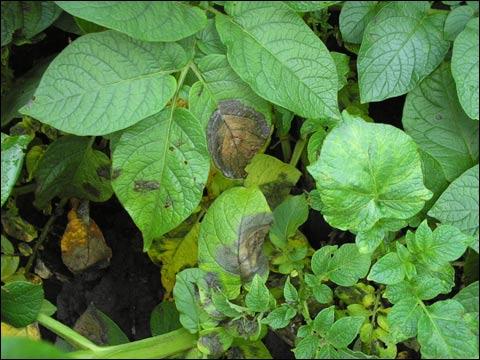 北方多雨注意防范马铃薯晚疫病