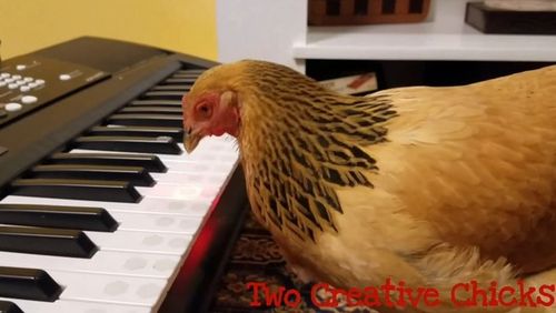 美国咕咕鸡jogku上下抖动弹电子琴! 超投入演奏爱国歌