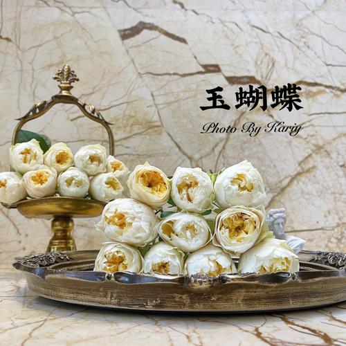 「玫瑰」 | 玉蝴蝶 |_鲜花_点缀生活的鲜花_知识_艺术