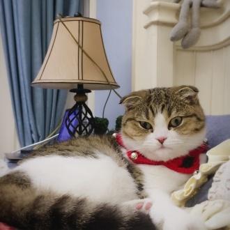 李喜猫的全部