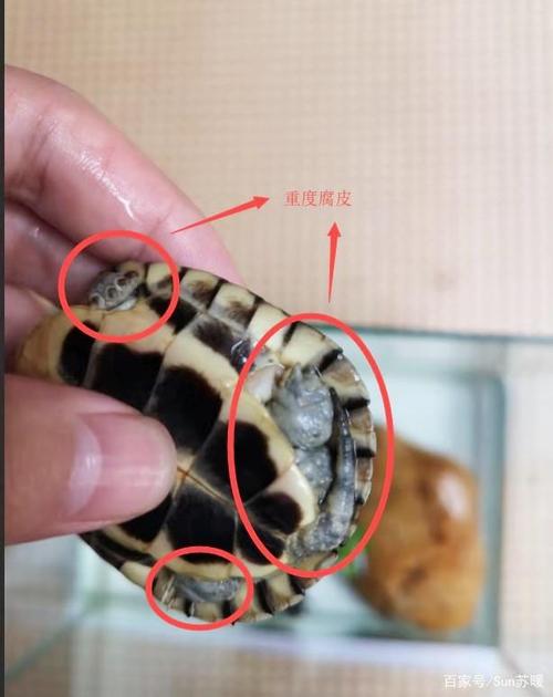 乌龟腐皮怎么办,对症治疗很关键