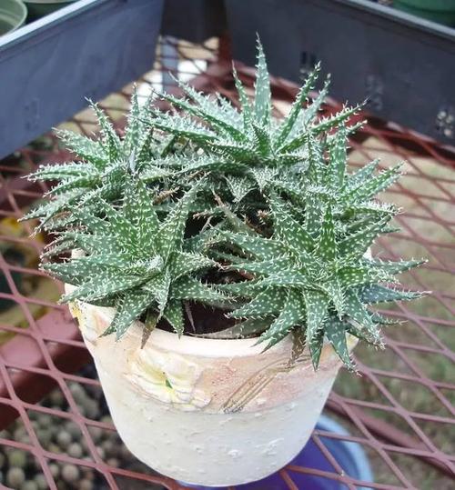 10种特别不寻常的多肉植物,种在阳台上朋友都认不出一