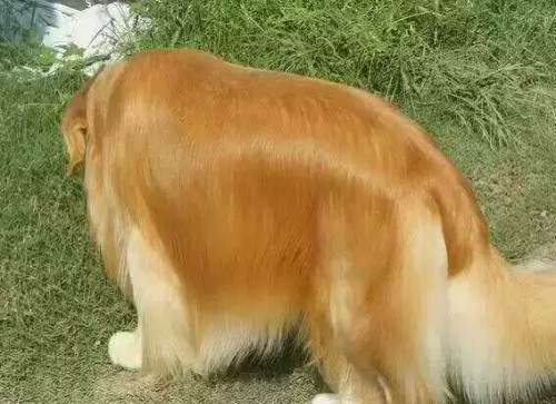 喜欢高端华丽赛级宝宝请关注—长春金毛犬