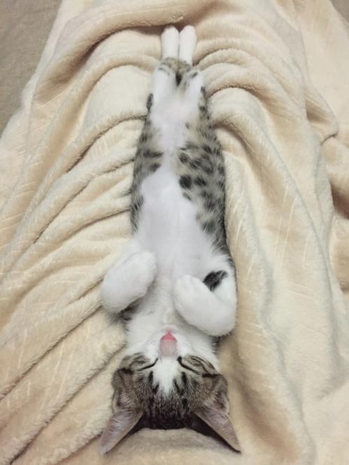 中华田园猫的颜值有多高?