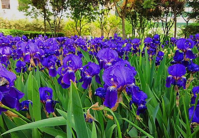 德国鸢尾盛花期一般在几月花朵的寓意是什么