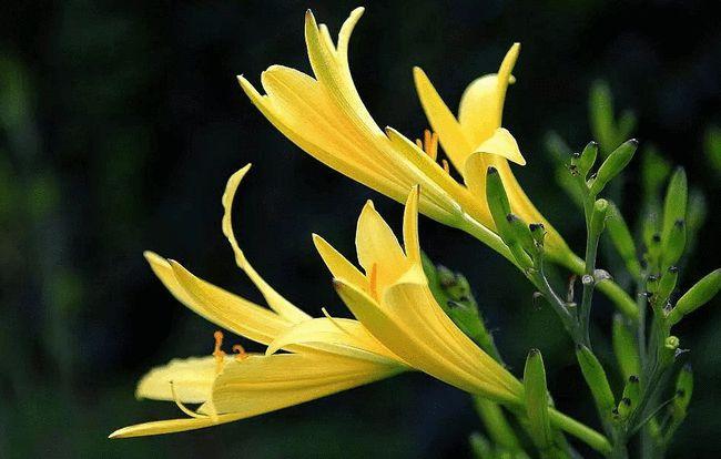 俺们都叫它黄花菜|萱草|花语|奥运_网易订阅