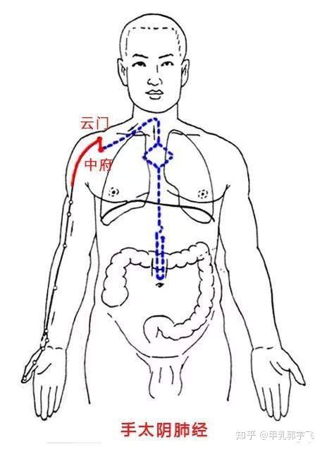 【操作方法】第二步的起始点是肺经的 中府和云门.