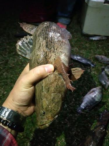 惠州一水塘巨型呆子鱼被钓起钓友太大了不敢吃