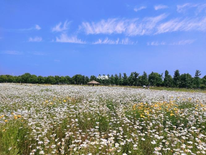 无锡宛山荡湿地公园_小众_景点_湿地公园_摄影_宛山荡