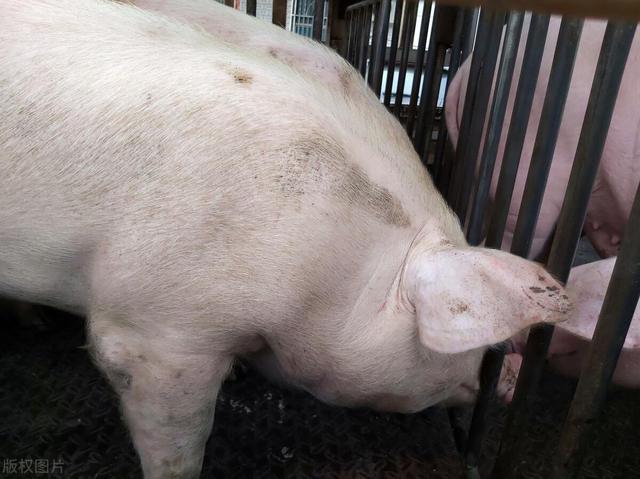 猪关节炎除了链球菌感染,别忽视了这几个病!