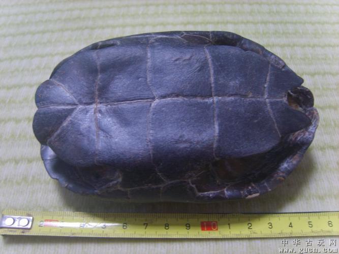 野生老龟壳