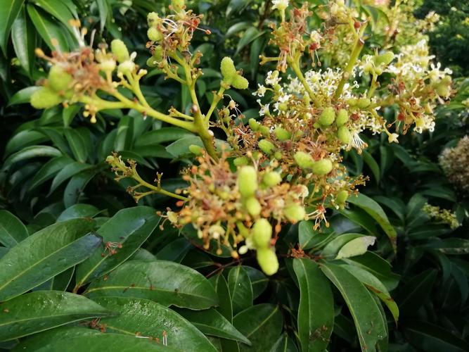 我赏花剪花迎五月丰收节,玫瑰红的荔枝王放满村广场.
