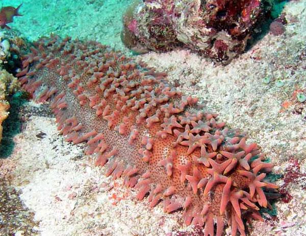 6亿年海参未解之谜