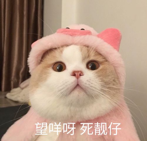 望咩呀 死靓仔(猫咪)_猫咪_靓仔表情