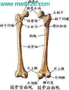 小转子是什么意思_翻译_爱词霸在线词典