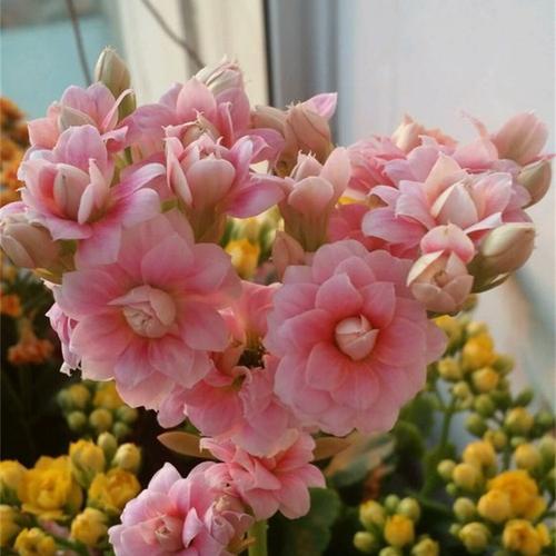 长寿花开败了?3个"疗程"让它快速复花