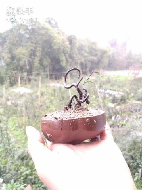 金弹子下山桩开直播的乐山宜宾两个地方的占全网八成.