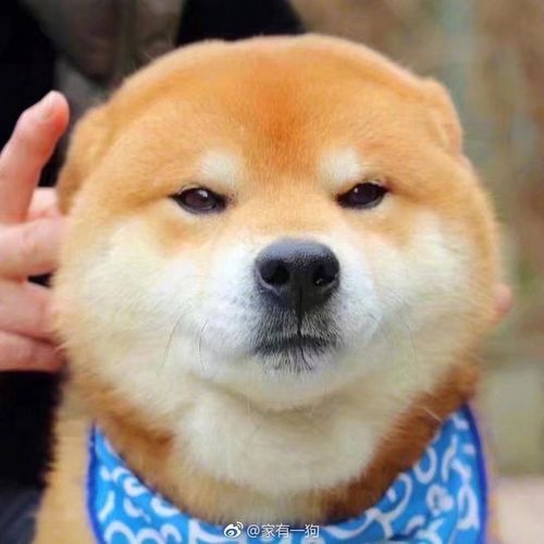 想揉揉你的狗头,你想@ 谁?