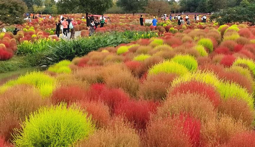 地肤(金山区朱泾镇花开海上生态园)