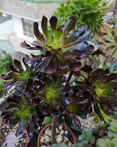 家里养的多肉太多了,做盆景的话,没有一盆黑法师真遗憾