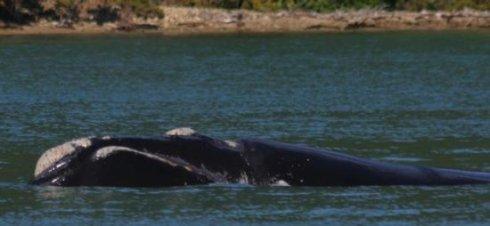 new zealand are migrating  from their antarctica feeding grounds