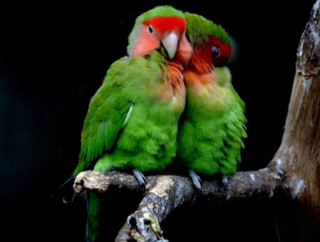 如何养绿桃牡丹鹦鹉?