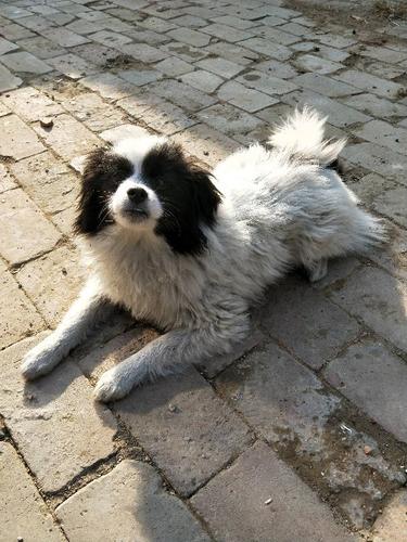 身上全是白毛,头部两侧和尾巴上边是黑毛. 这是边牧吗?