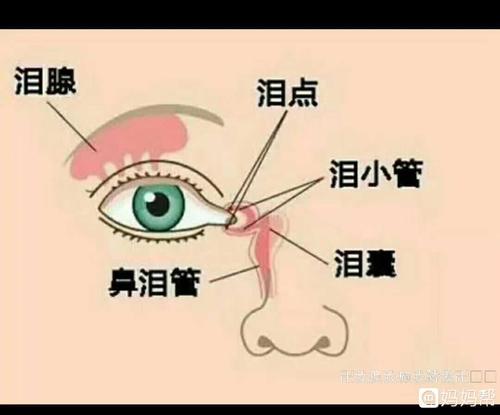 新生儿泪腺不通的原因?