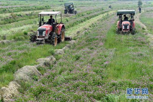 冬种紫云英春耕稻田肥