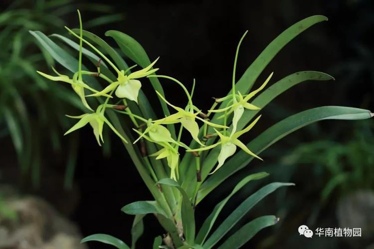 以达尔文命名的兰——大彗星兰