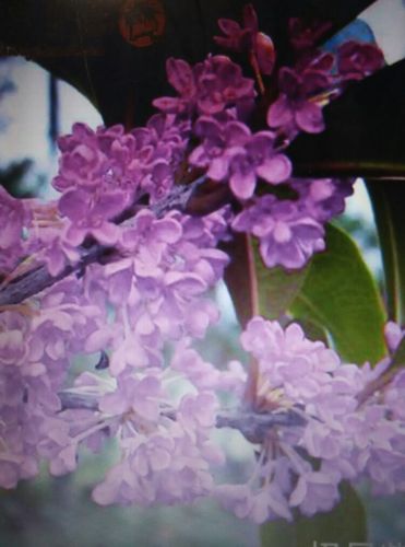 秋天那朵七彩的桂花