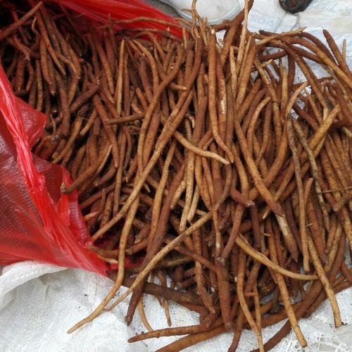 【赶乡场好物推荐】云南苗族野生小红参,炖鸡炖排骨大