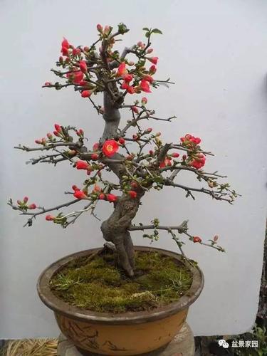 木瓜海棠盆景高压繁殖这样玩,手把手的操作示范,学不