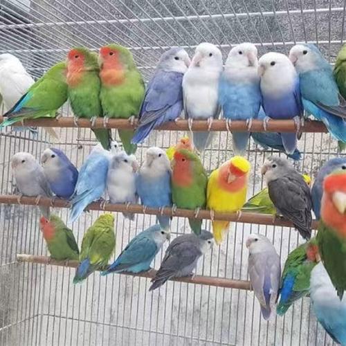 面类活鸟幼鸟活的黄桃小鸟特色鸟笼牡丹鹦鹉鸟