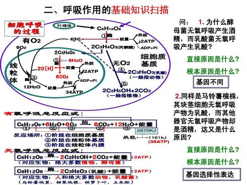 二轮生物光合呼吸专题,有题型分析,全面.