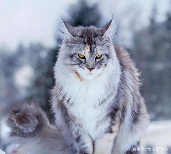 不仅可爱,超级a超级帅气猫图集