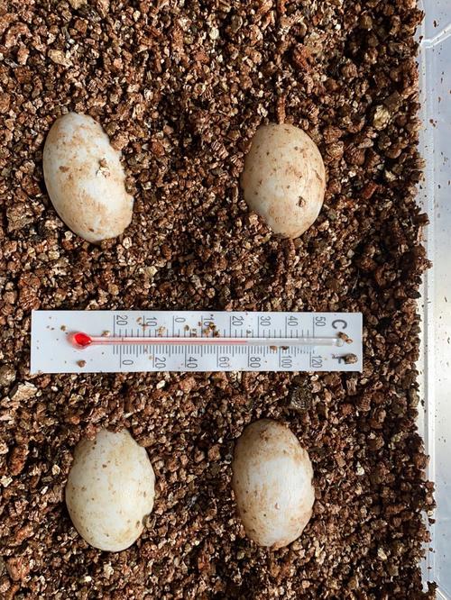 乌龟蛋今天孵出小乌龟了吗_乌龟_厨房_孵化乌龟蛋_宠物_宠物其他