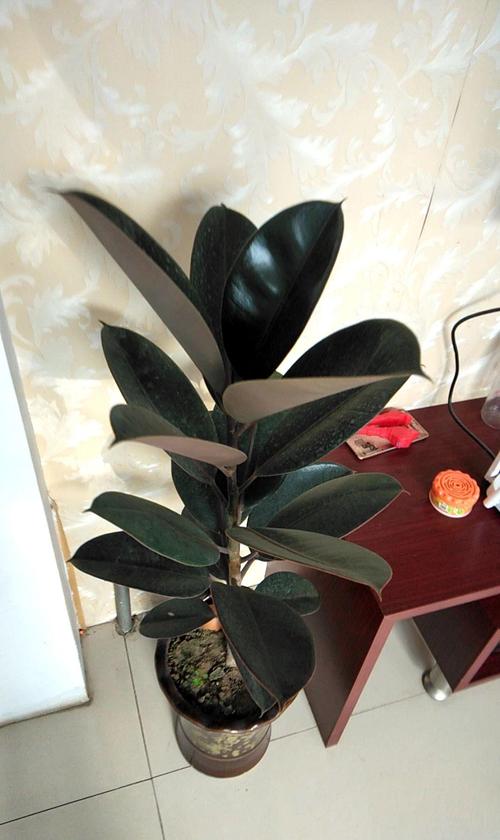 关于橡皮树开花的知识,花花今天先说