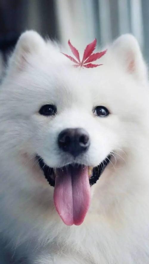 精选壁纸丨我是你们的小可爱,萨摩耶呀