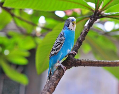 虎皮鹦鹉价格多少钱一对?