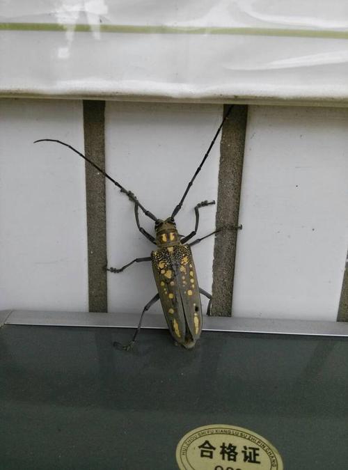 这是什么种类的天牛?可以详细点介绍吗?