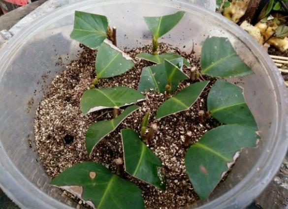 茶花扦插"小妙招",1根枝条插多盆,方法简单生根快